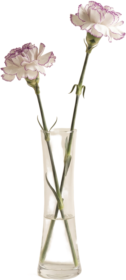 Oeillets blancs