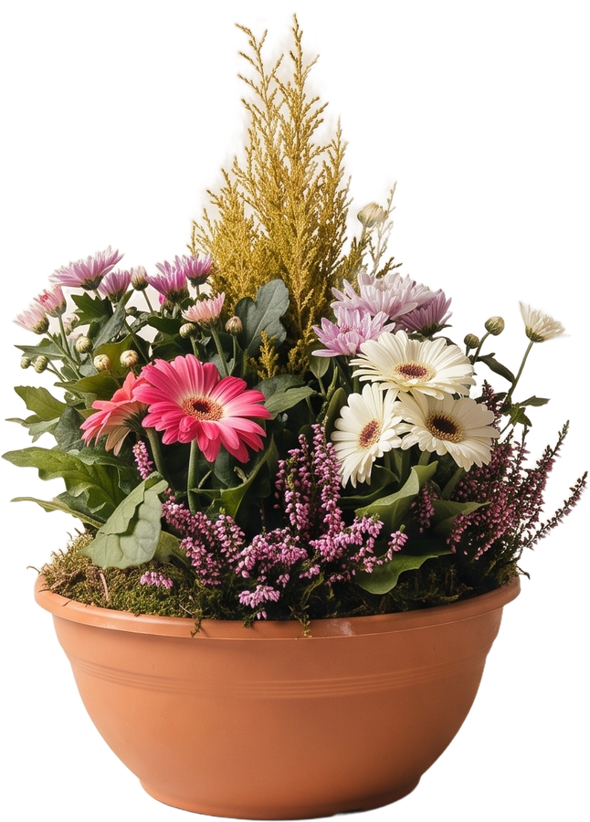 Coupe plant&eacute;e