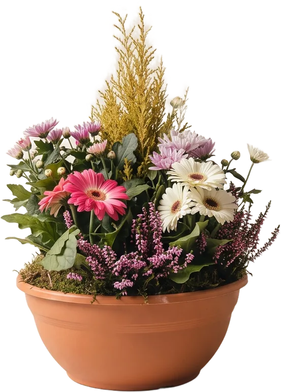 Coupe plant&eacute;e