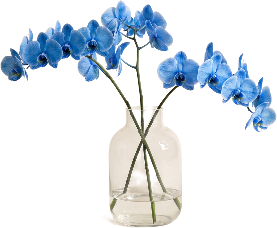 Orchid&eacute;es bleues