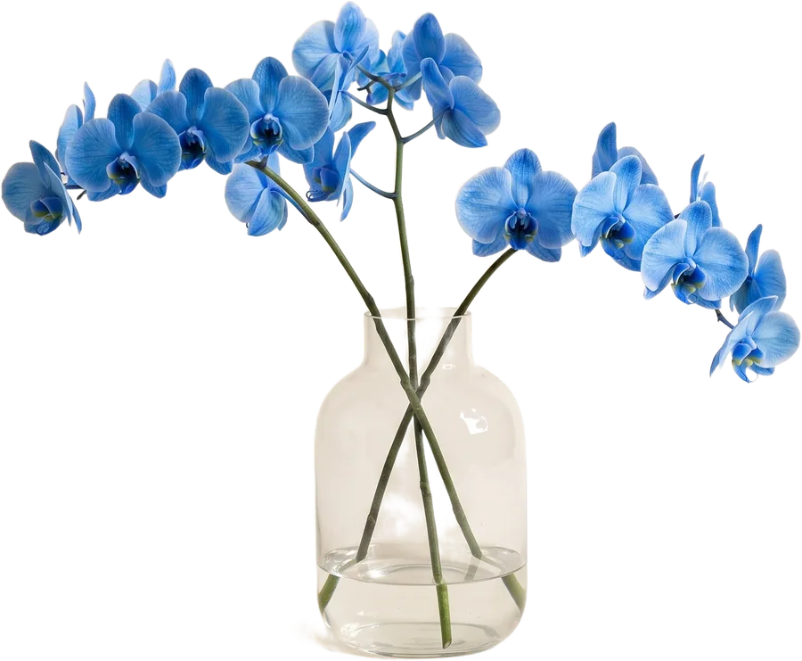 Orchid&eacute;es bleues